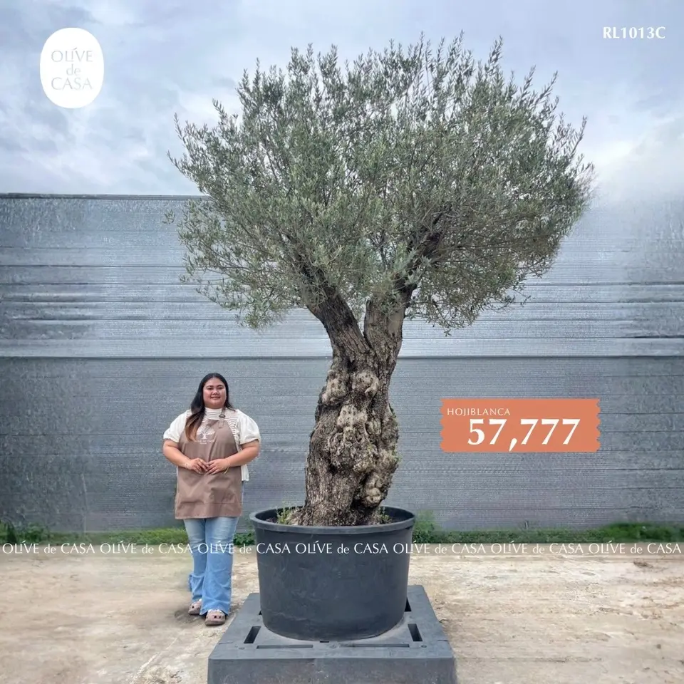 Hot Olive Tree · Promotion