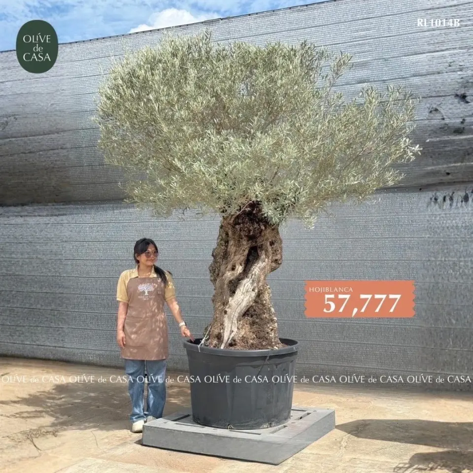 Hot Olive Tree