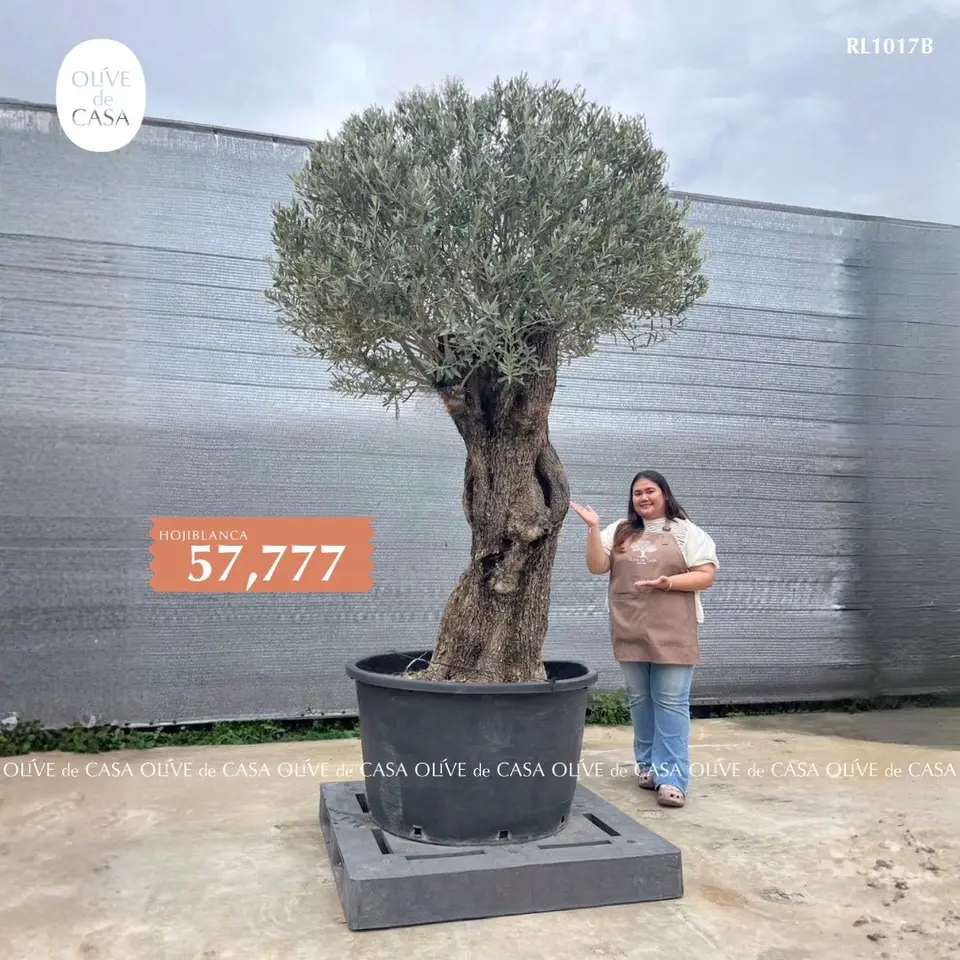 Hot Olive Tree · Promotion