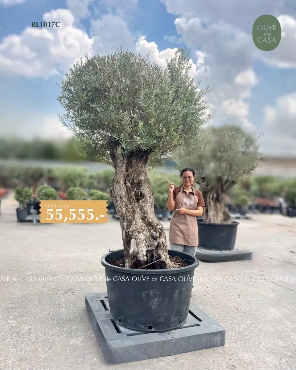 Hot Olive Tree · Promotion