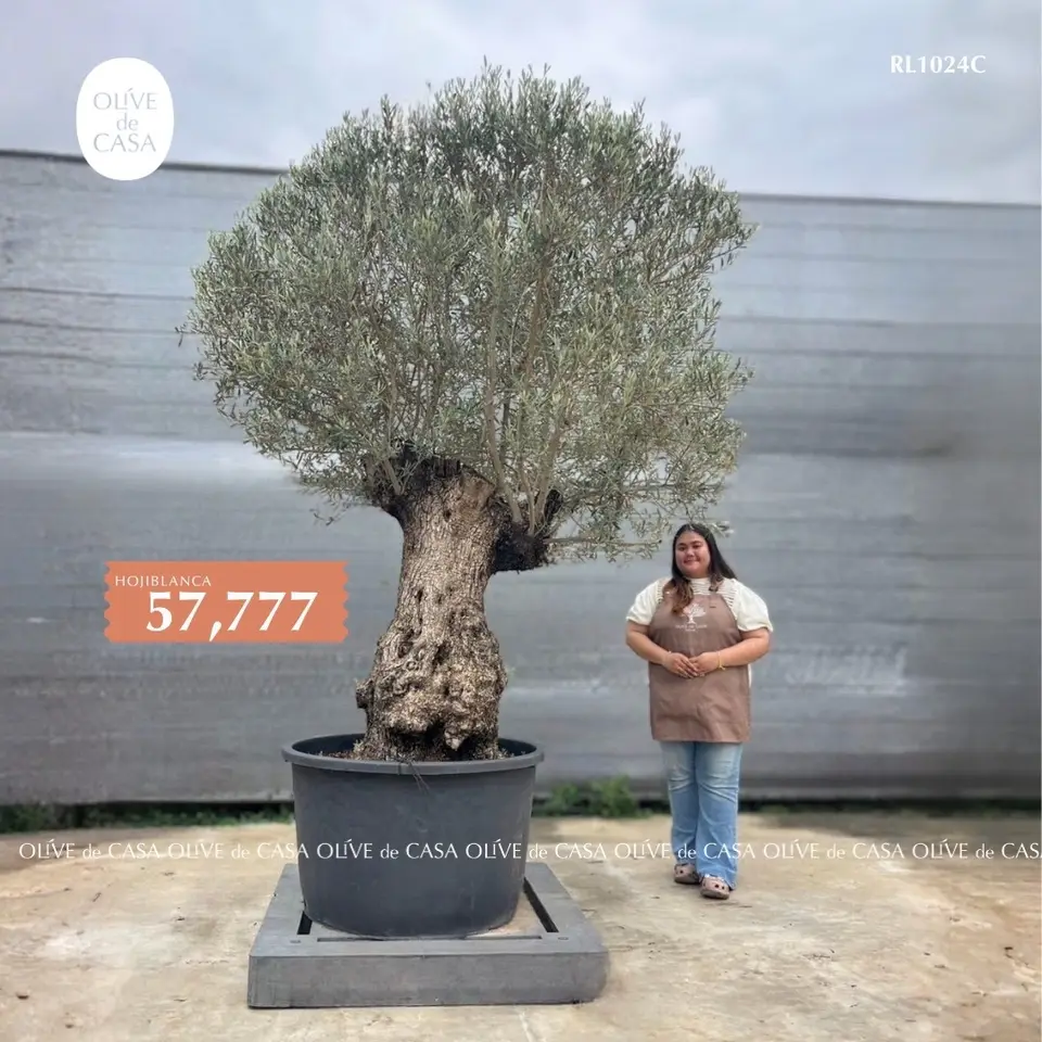 Hot Olive Tree · Promotion