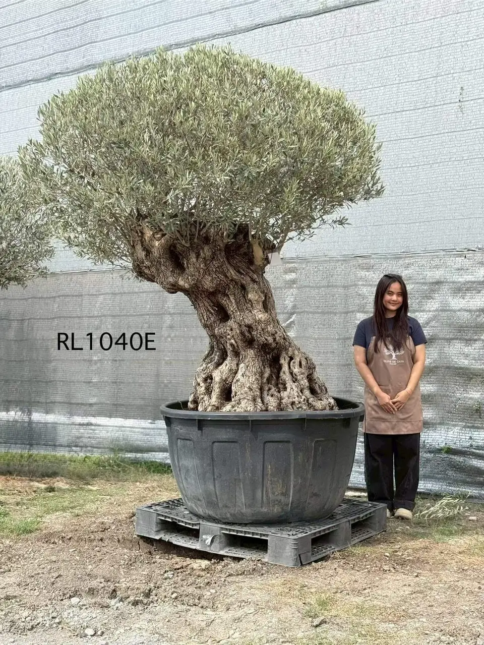 Hojiblanca · Large · LE