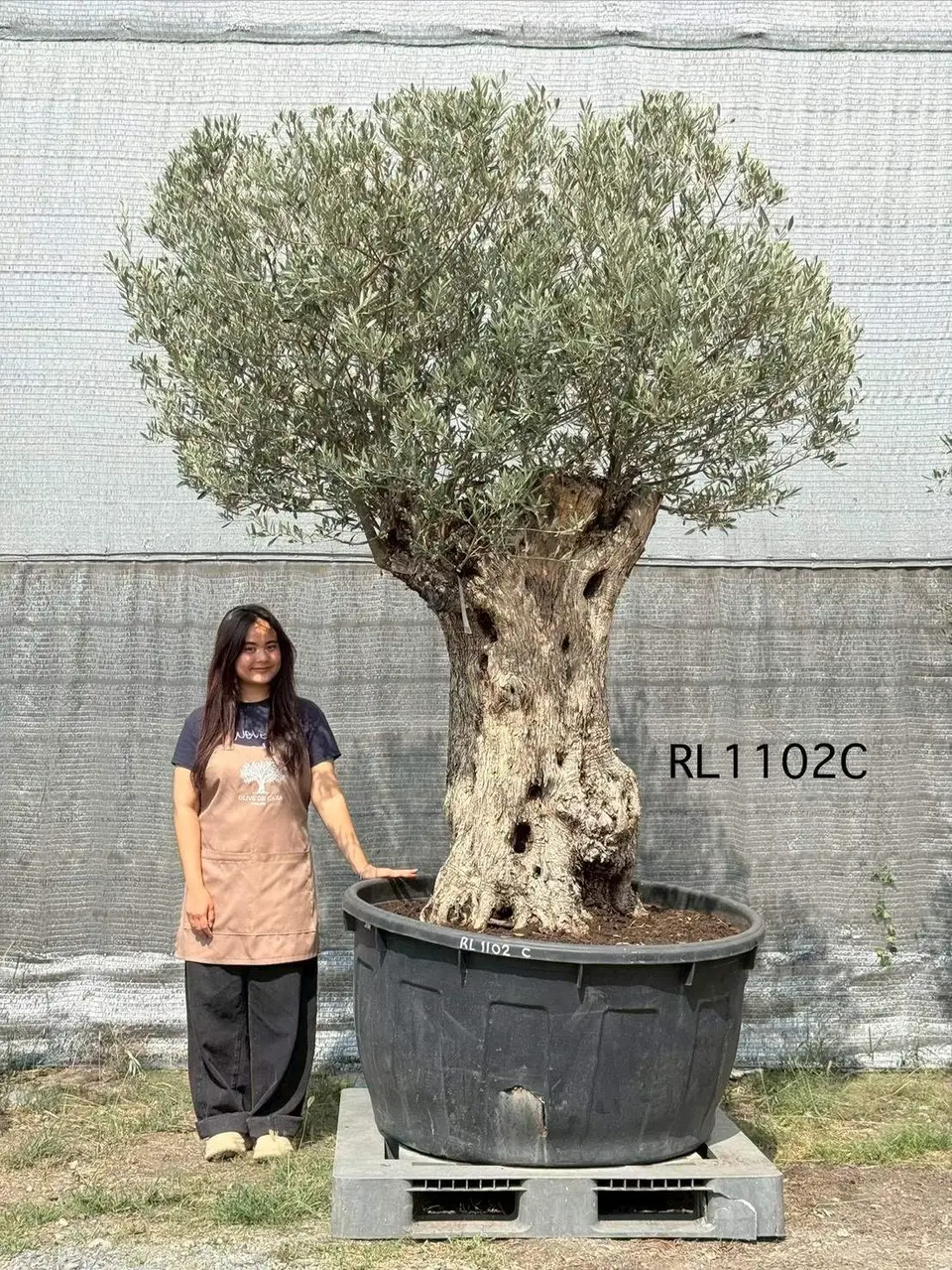 Hojiblanca · Large · LC