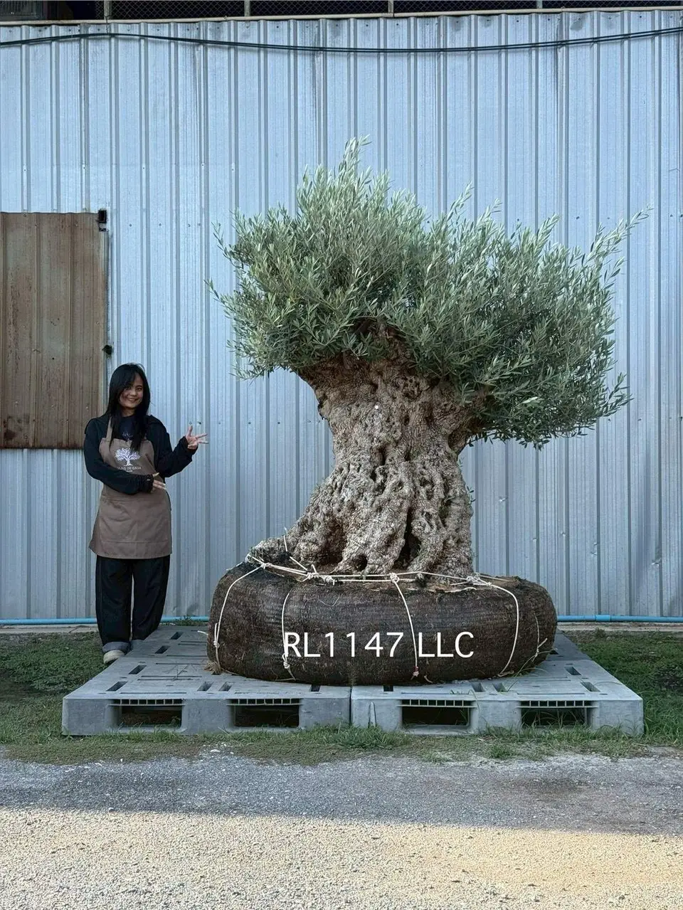 Ancient Olive · LLC