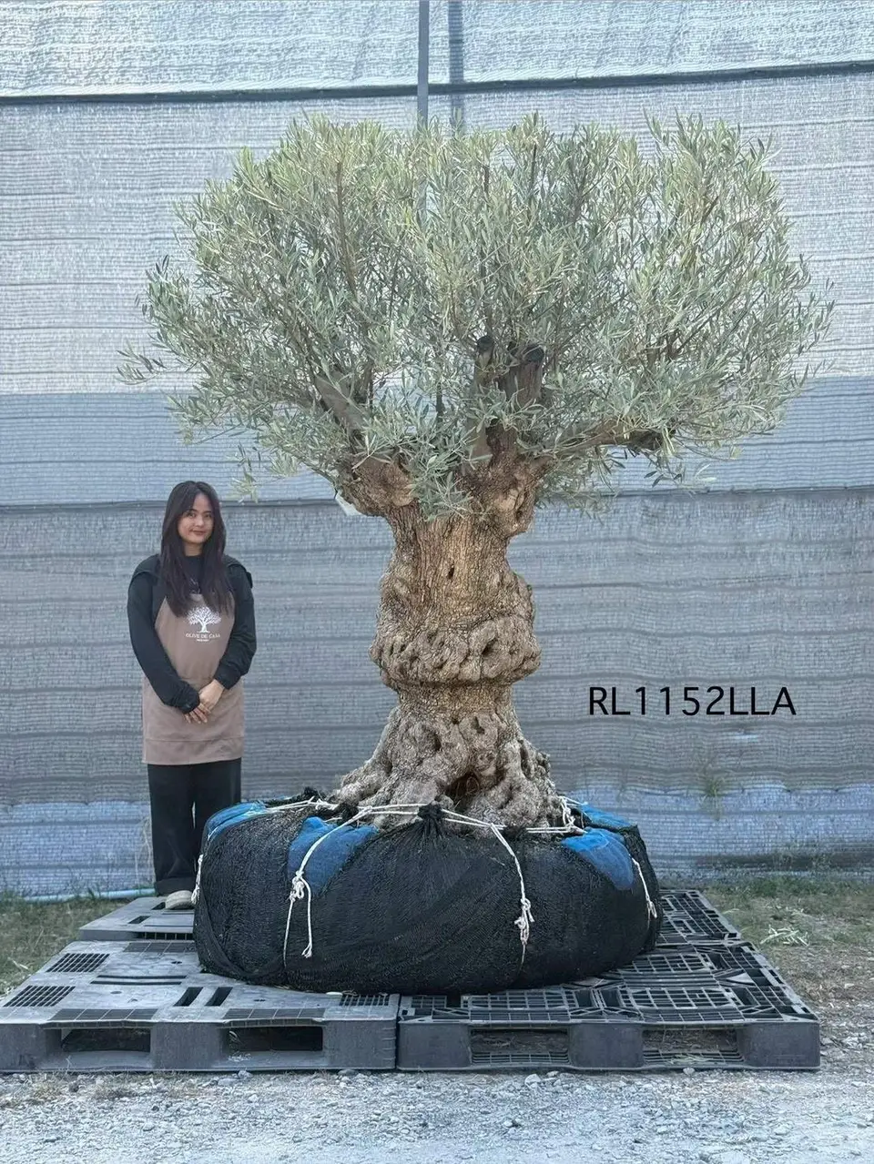 Hojiblanca · Large · LLA