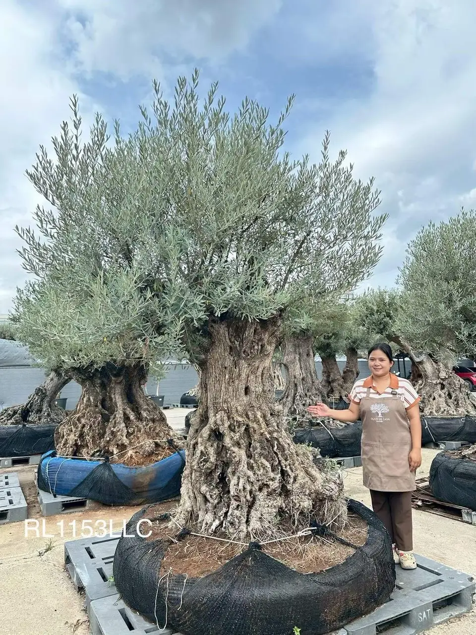 Ancient Olive · LLC