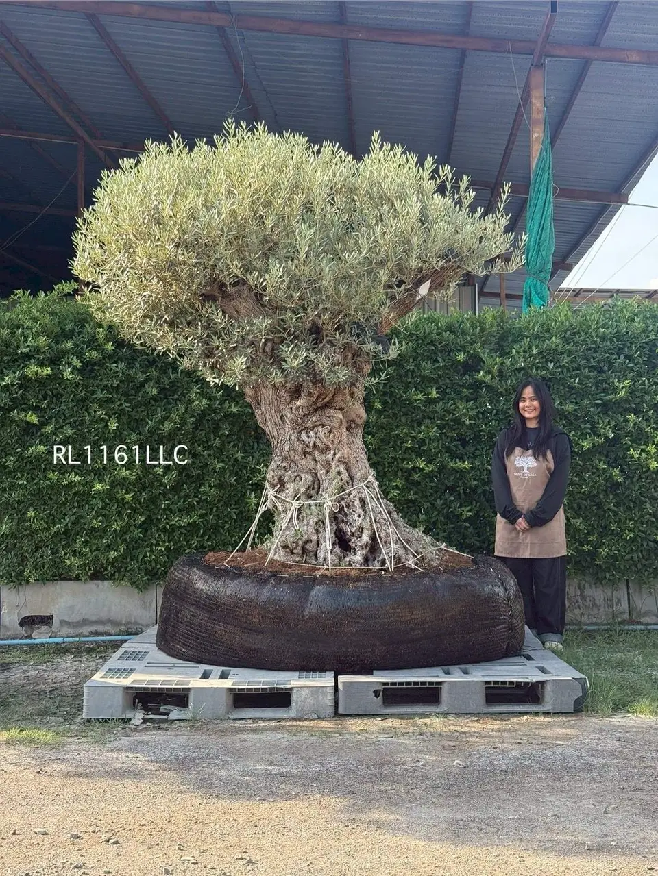 Ancient Olive · LLC