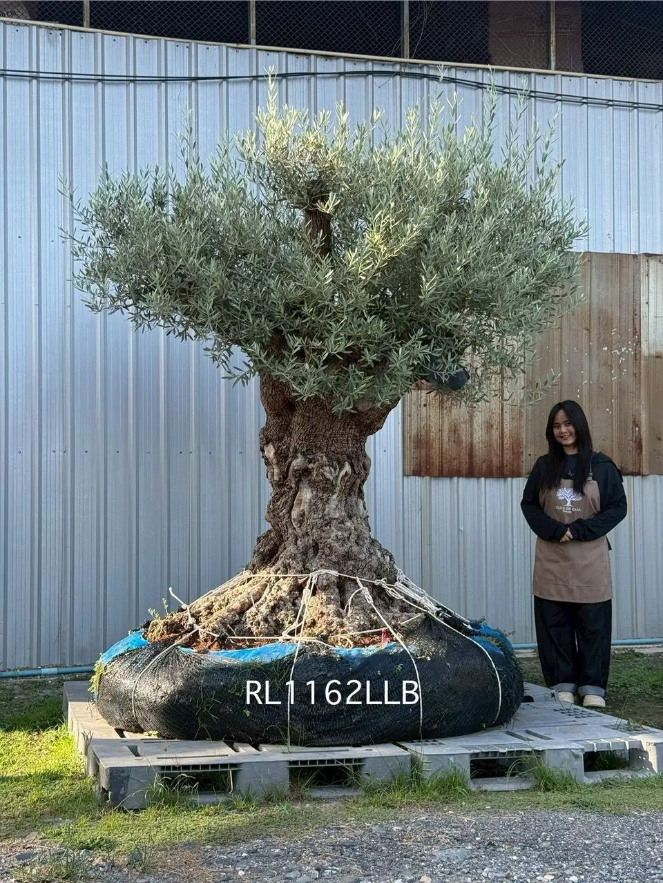 Hojiblanca · Large · LLB