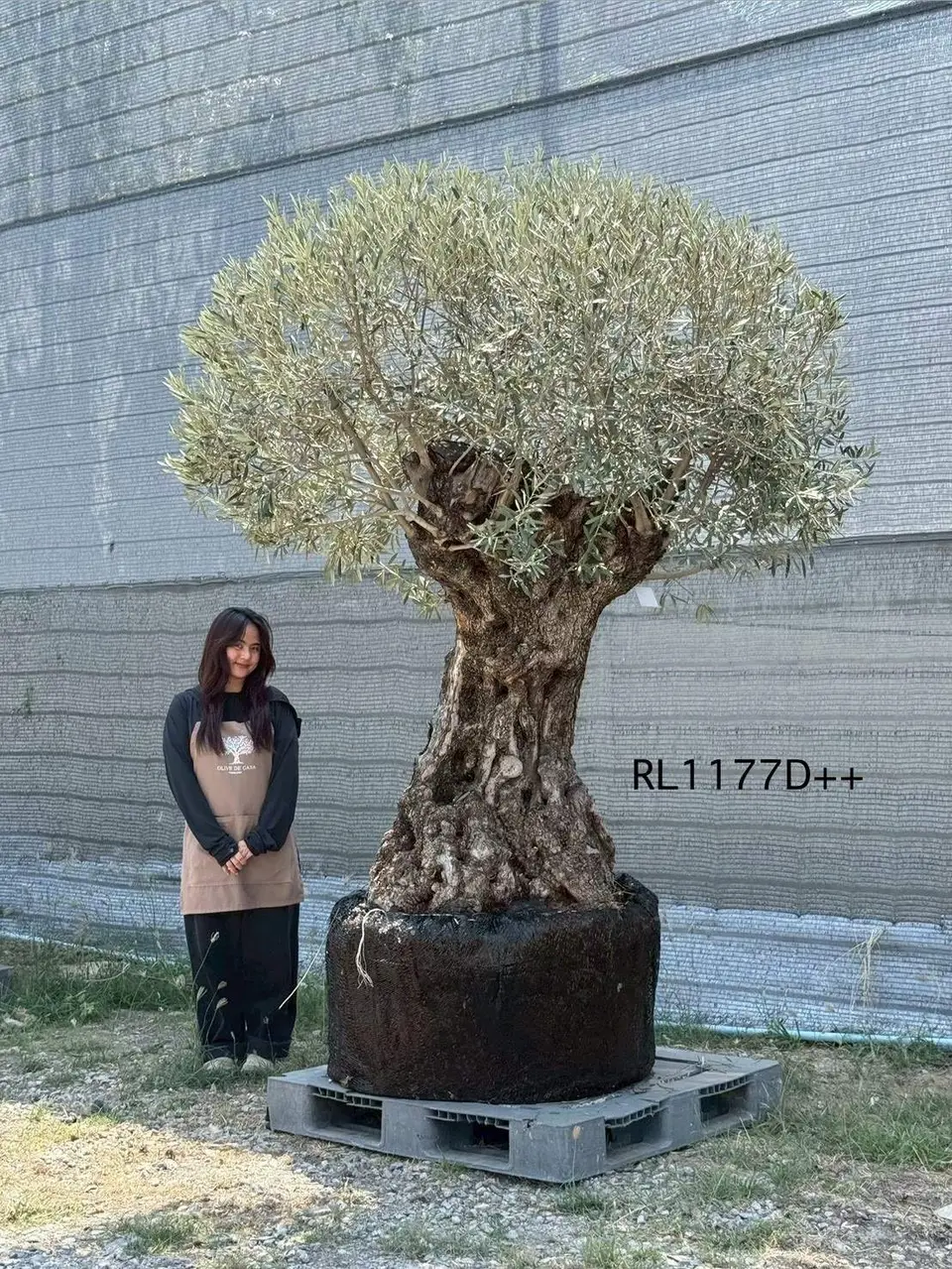 Hojiblanca · Large · LD++