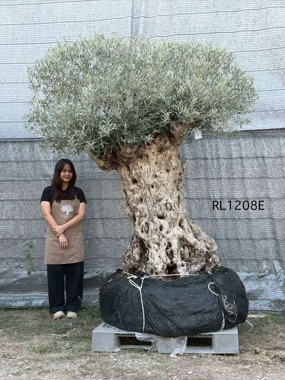 Hojiblanca · Large · LE