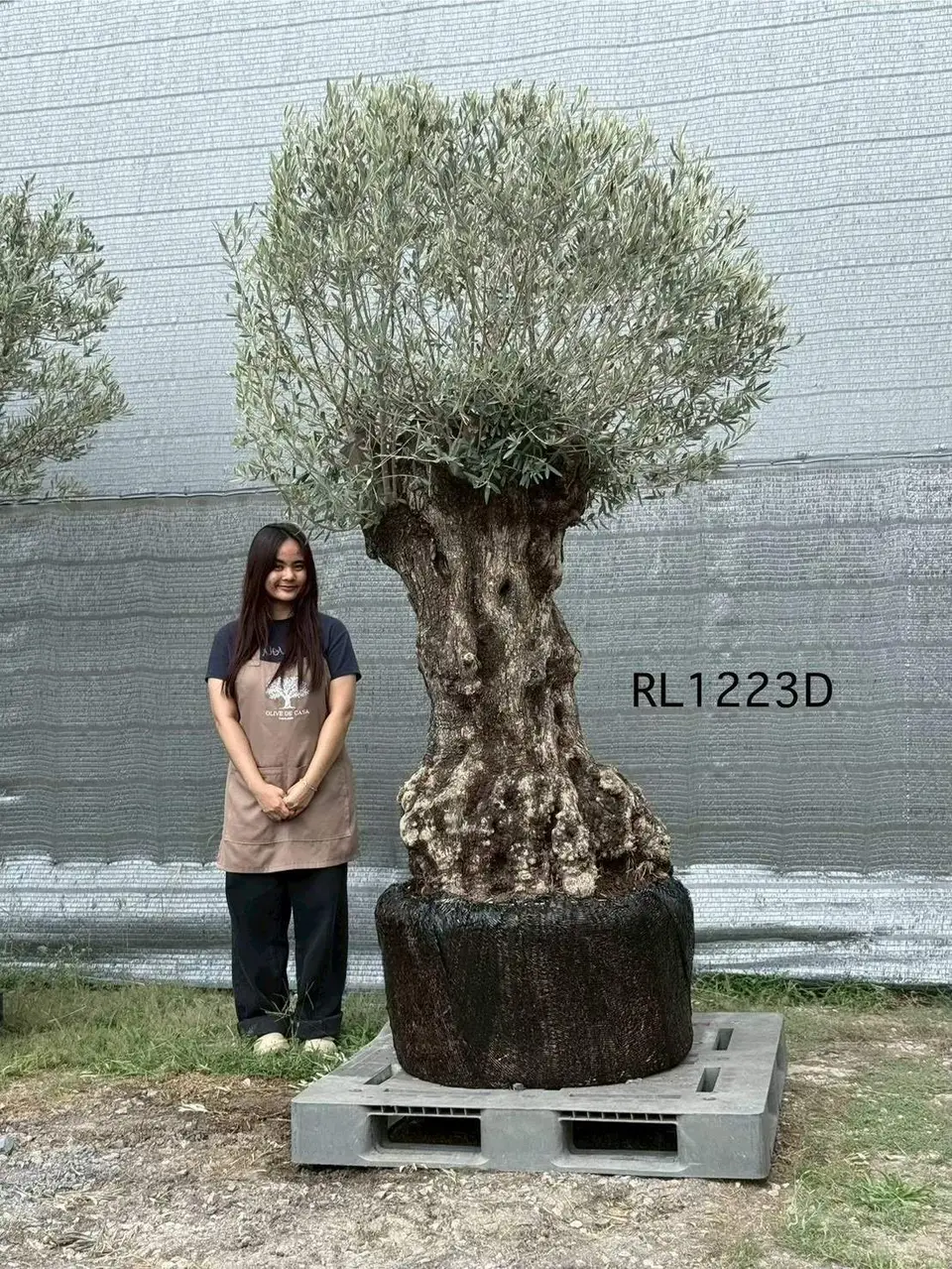 Hojiblanca · Large · LD