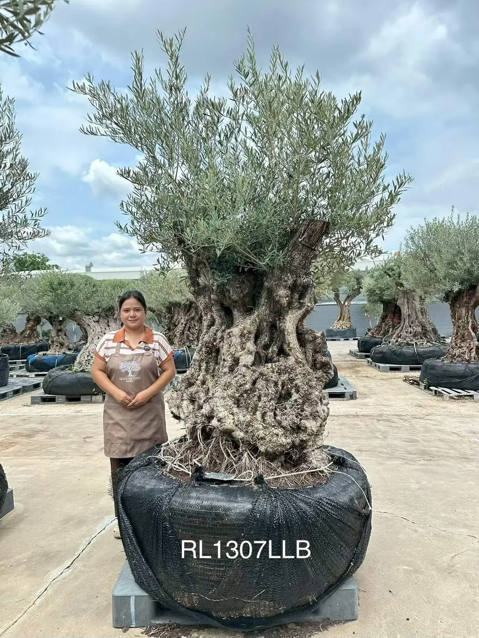 Hojiblanca · Large · LLB