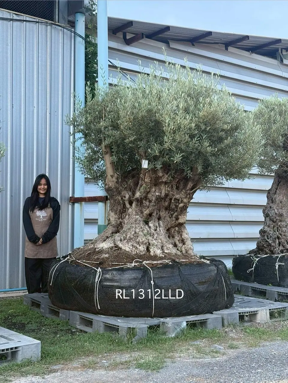 Ancient Olive · LLD