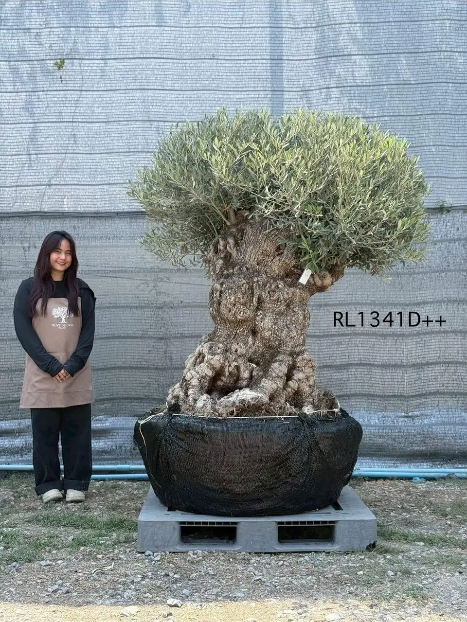 Hojiblanca · Large · LD++