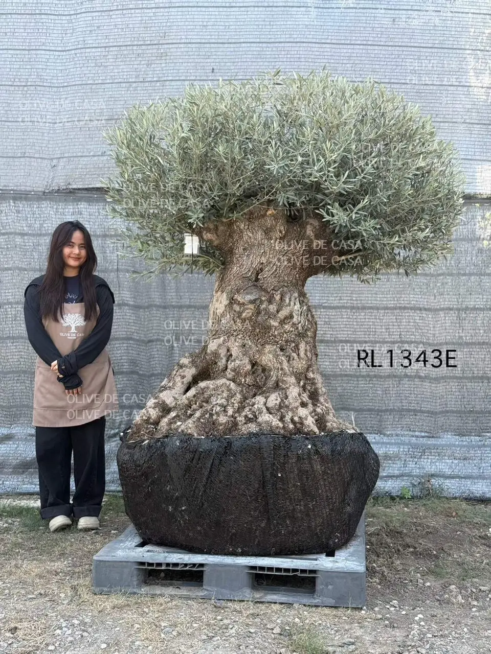 Hojiblanca · Large · LE
