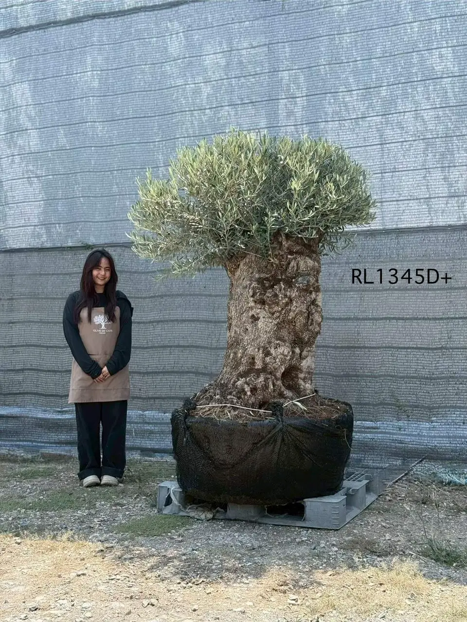 Hojiblanca · Large · LD+