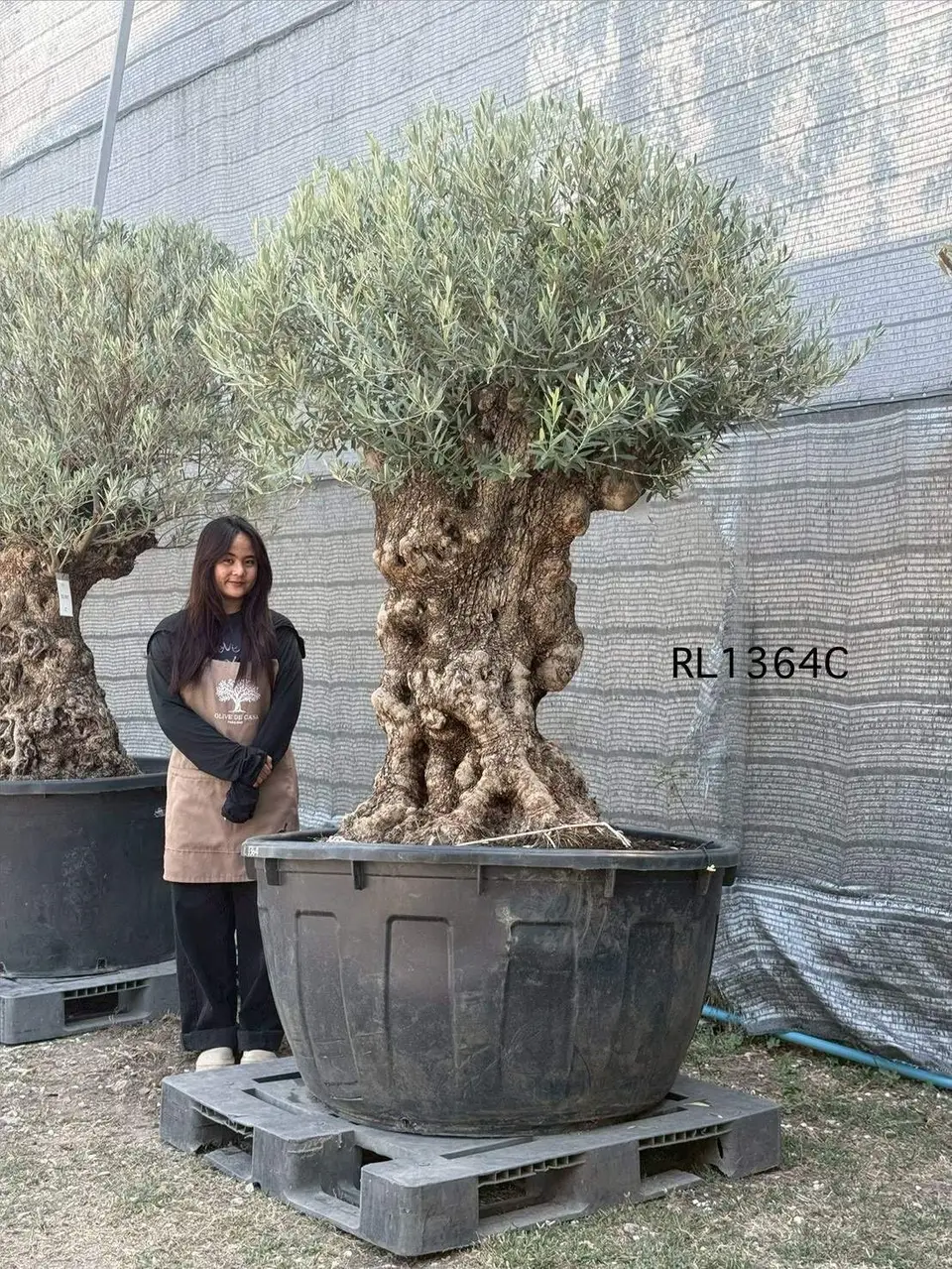 Hojiblanca · Large · LC
