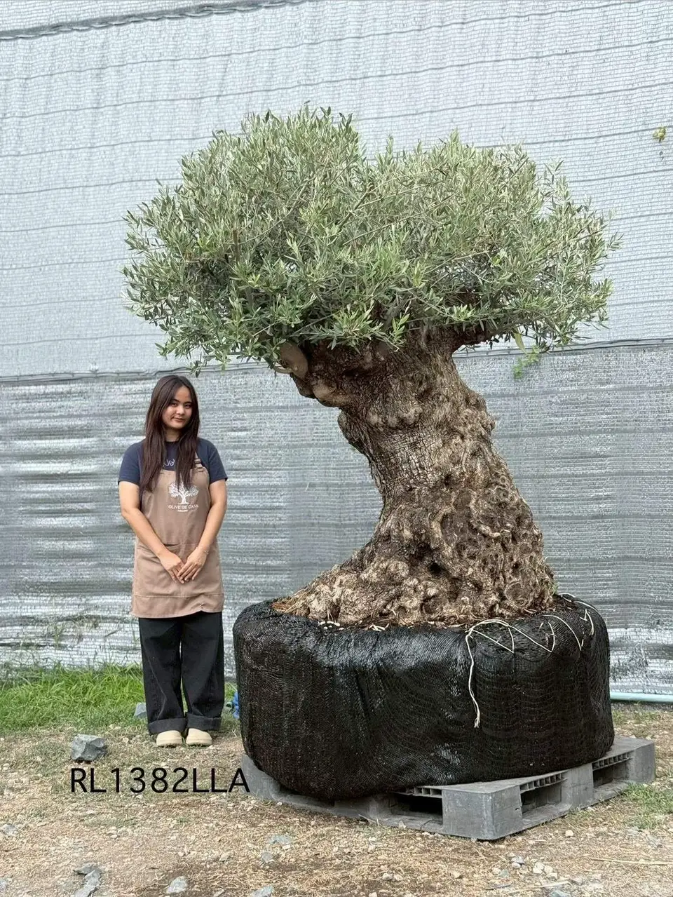 Hojiblanca · Large · LLA