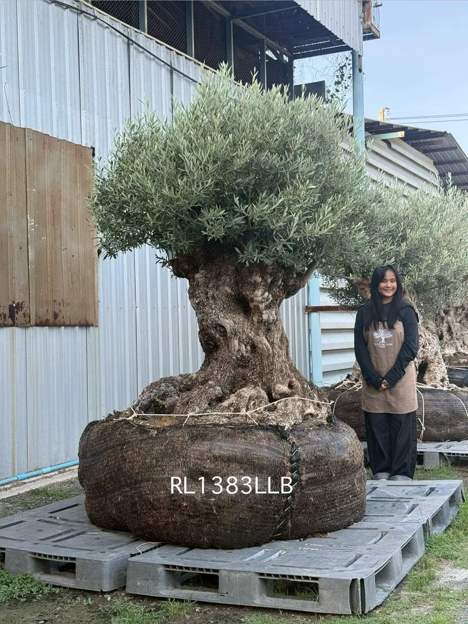 Hojiblanca · Large · LLB