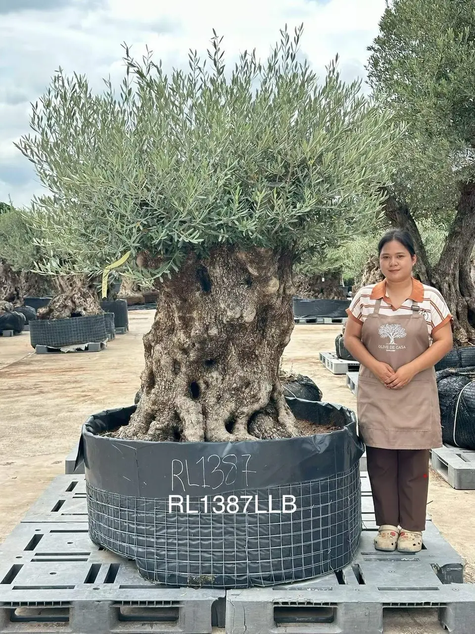 Hojiblanca · Large · LLB