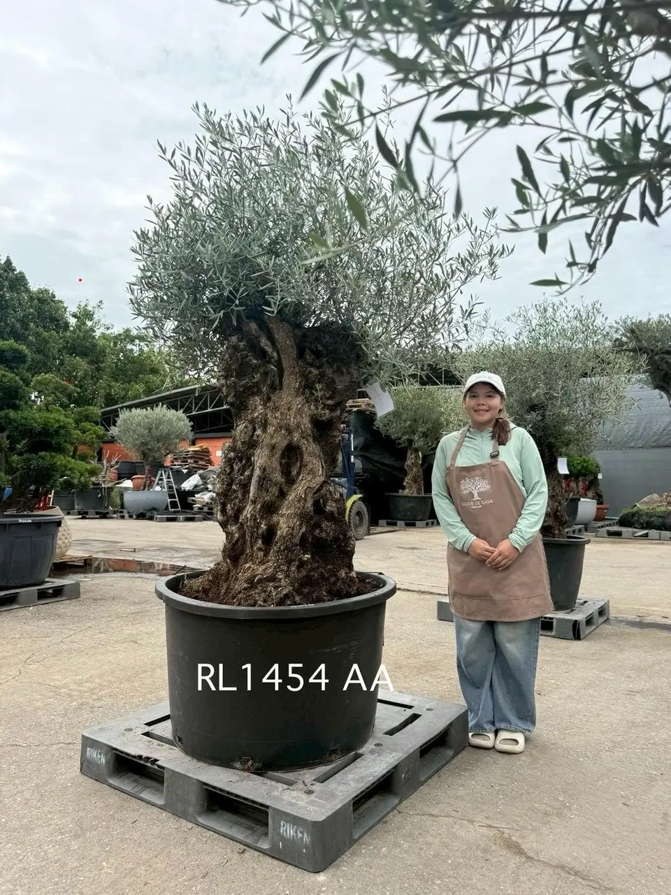 Hojiblanca · Large · LAA