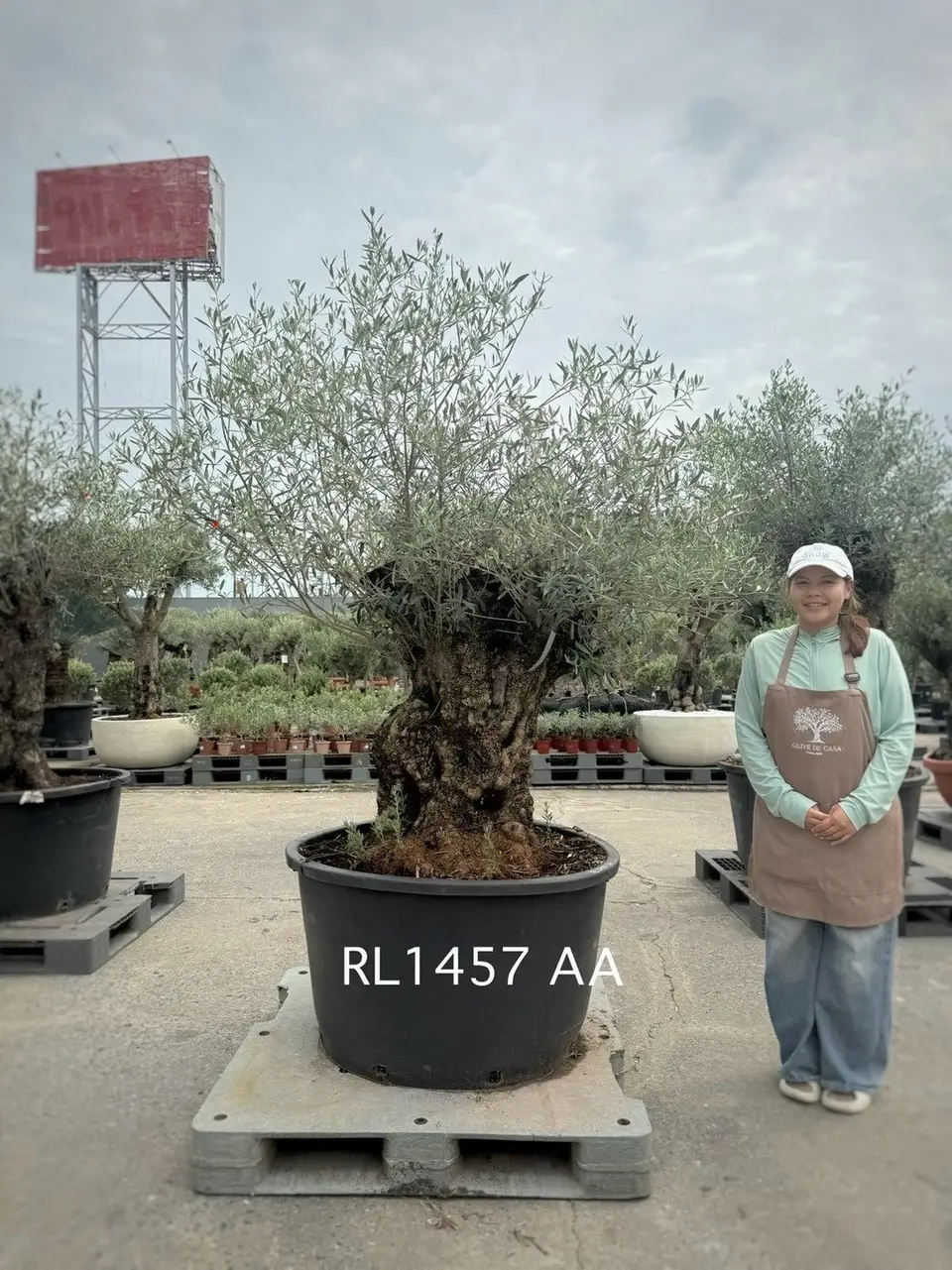 Hojiblanca · Large · LAA