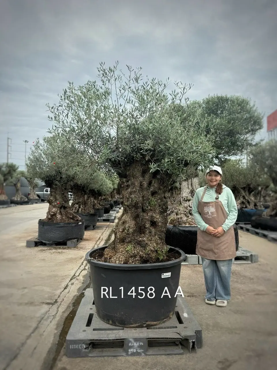 Hojiblanca · Large · LAA