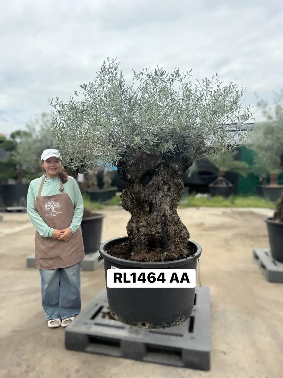 Hojiblanca · Large · LAA