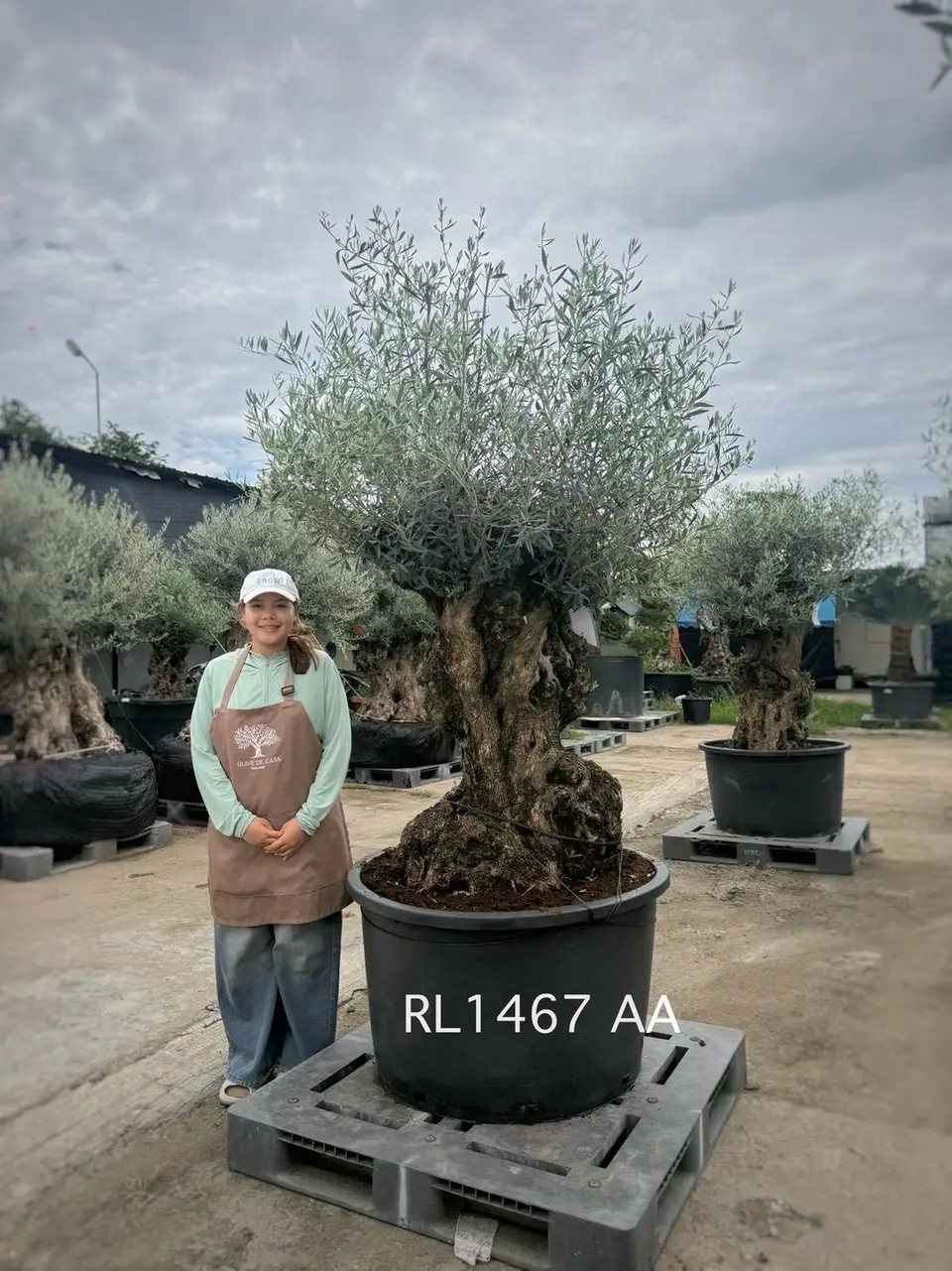 Hojiblanca · Large · LAA