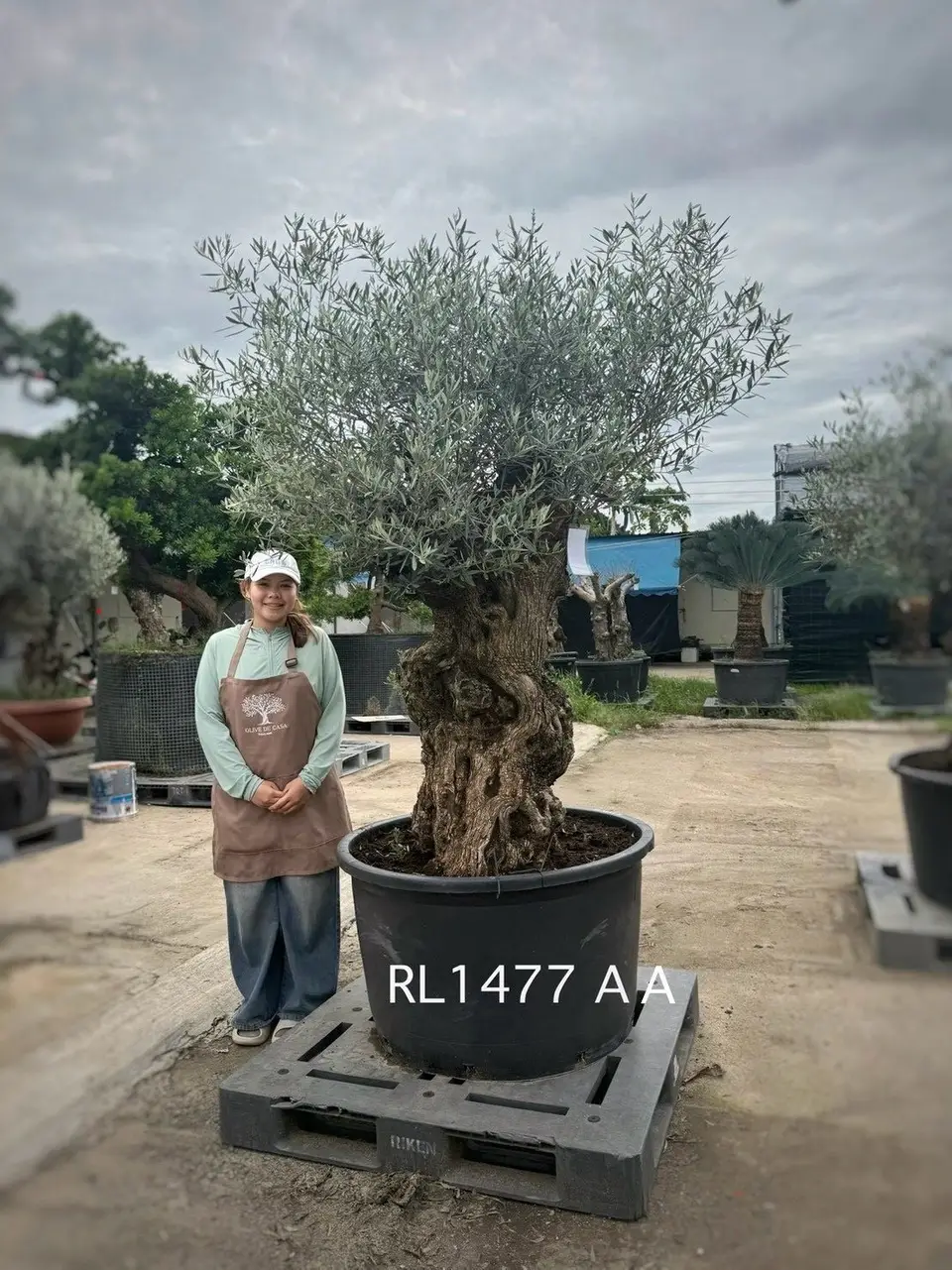 Hojiblanca · Large · LAA