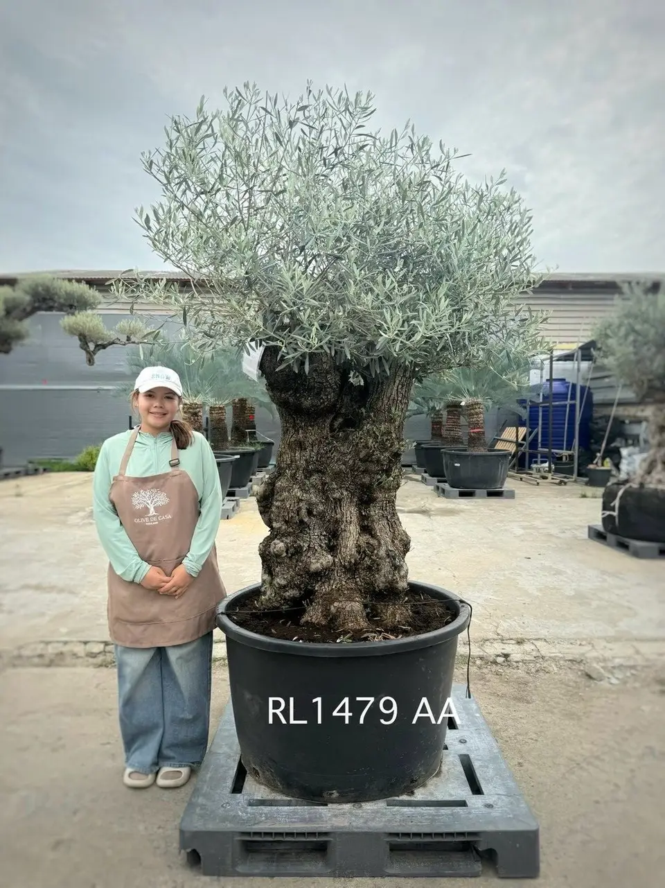 Hojiblanca · Large · LAA