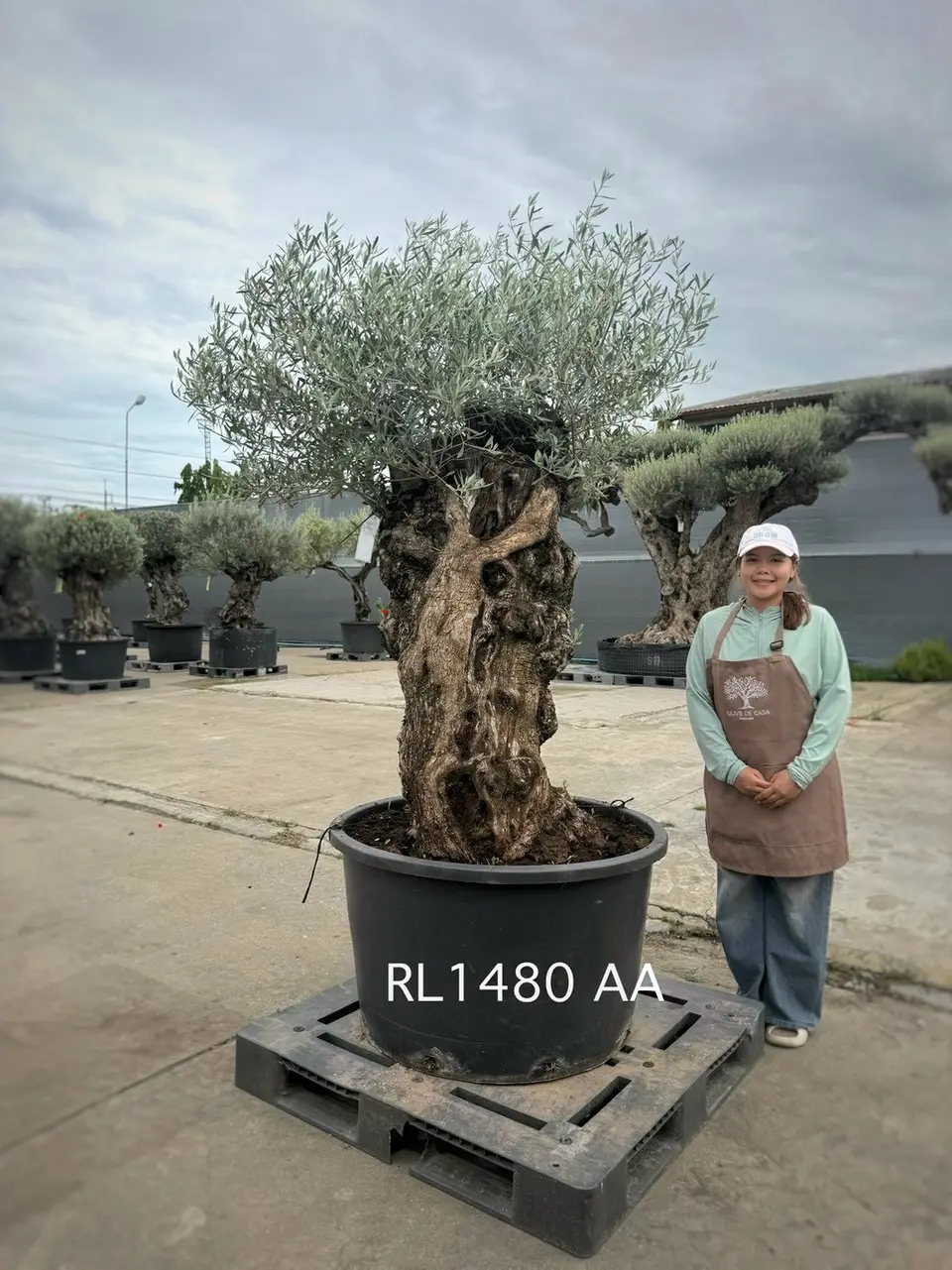 Hojiblanca · Large · LAA