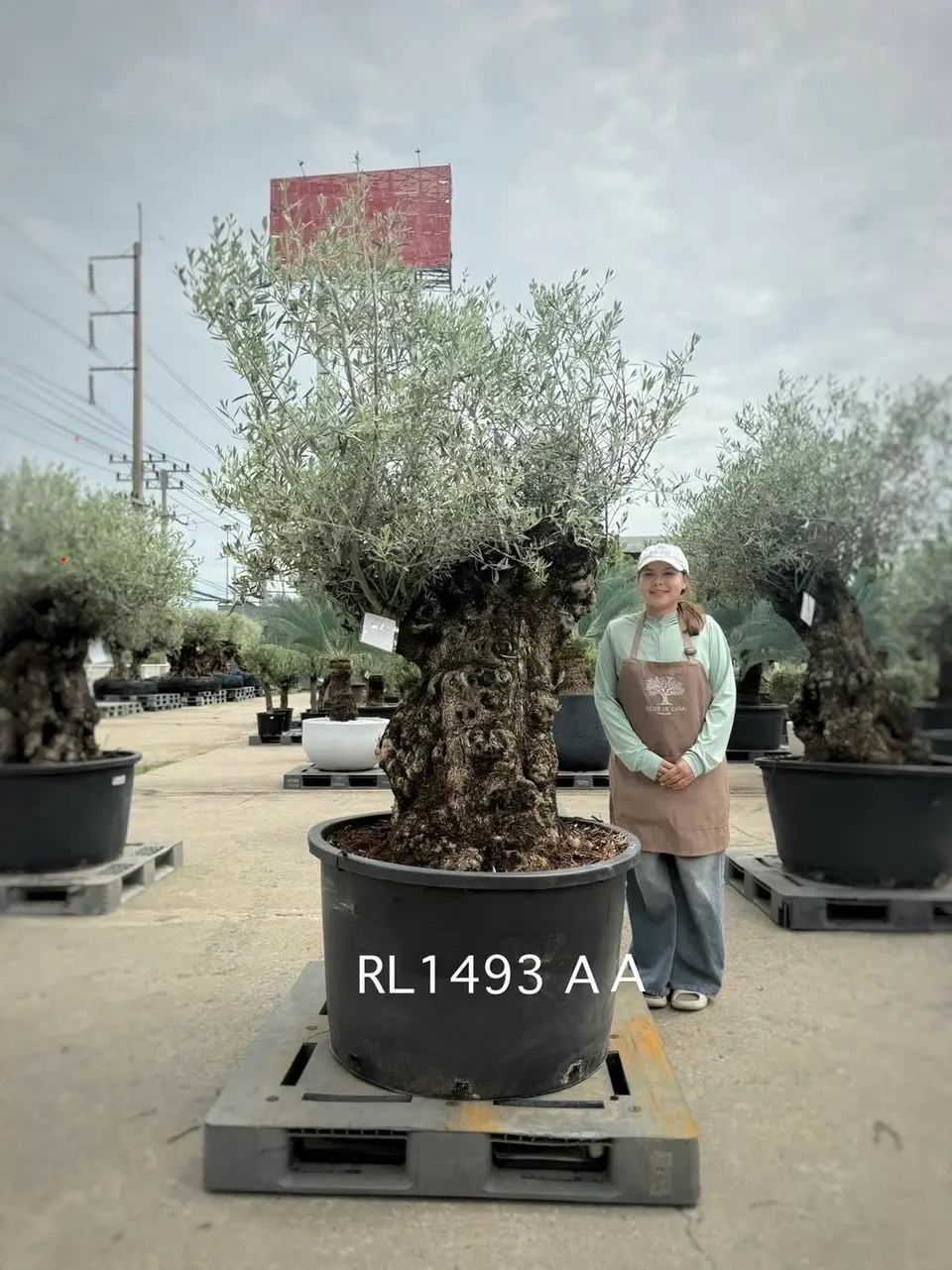 Hojiblanca · Large · LAA
