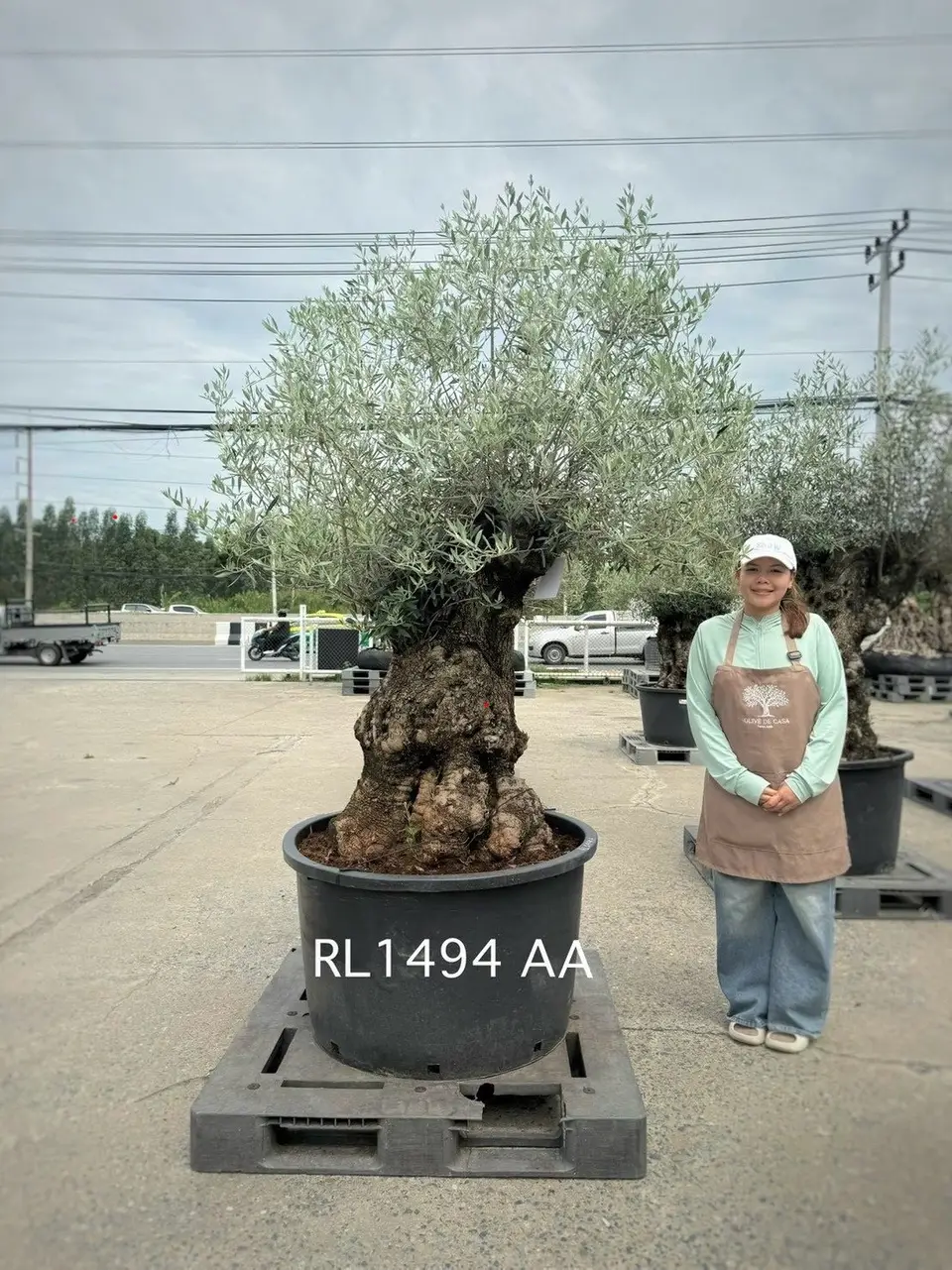 Hojiblanca · Large · LAA