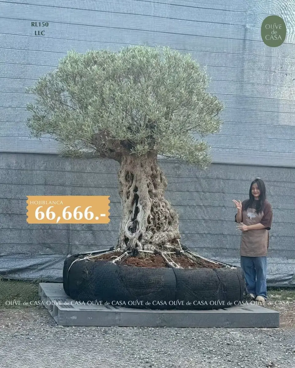 Hot Olive Tree · Promotion