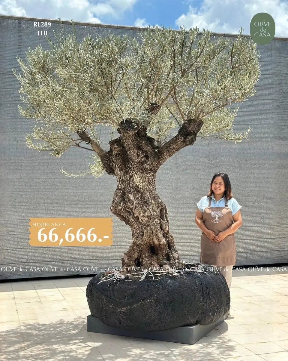 Hot Olive Tree · Promotion