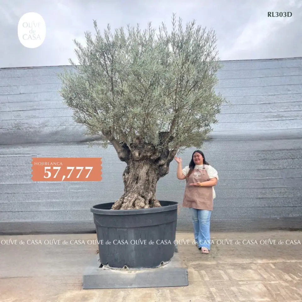 Hot Olive Tree