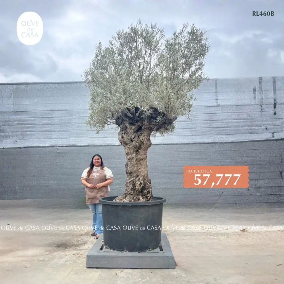 Hot Olive Tree