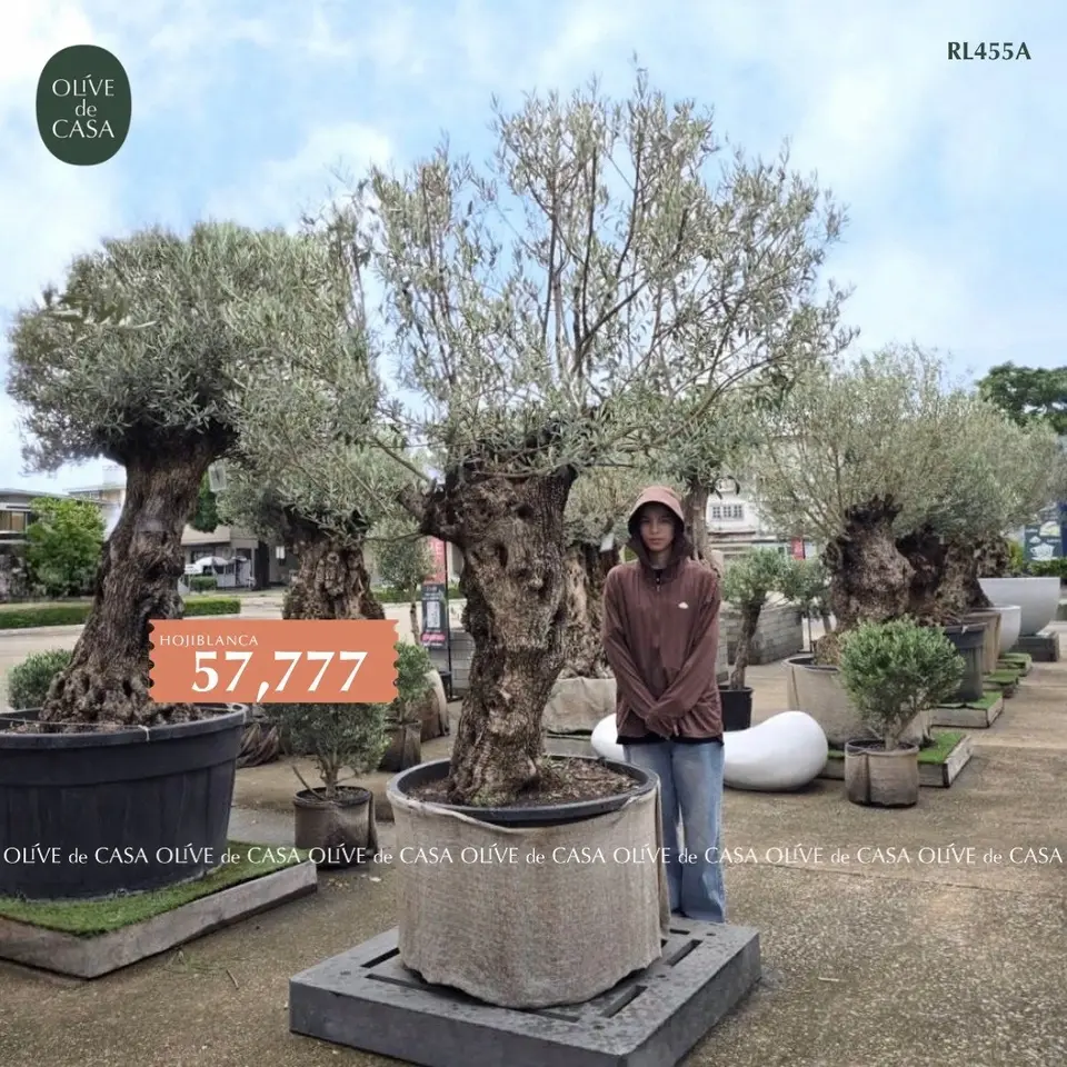 Hot Olive Tree · Promotion