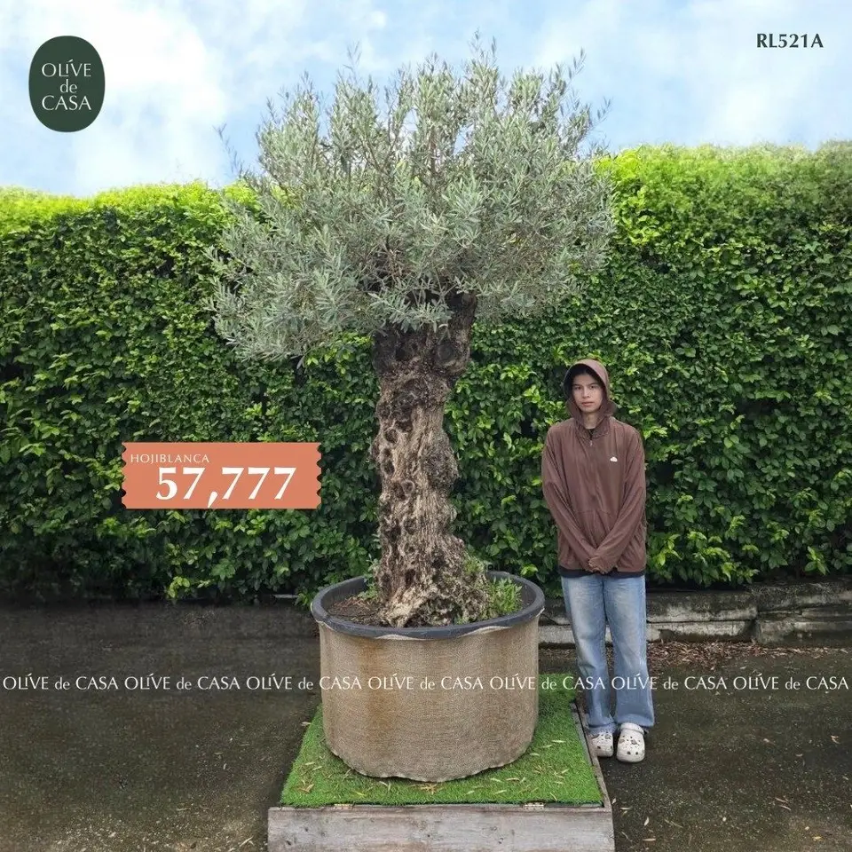 Hot Olive Tree · Promotion