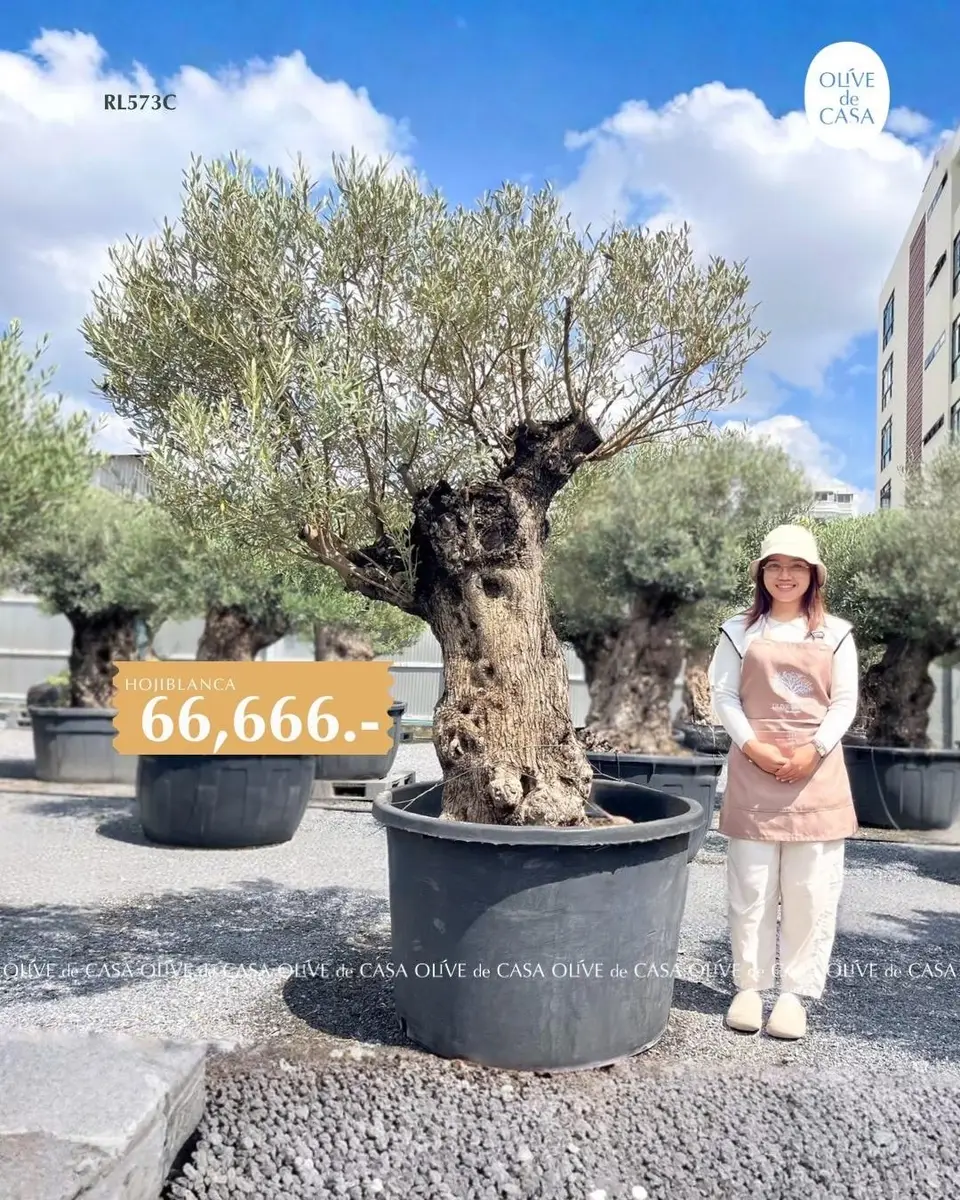 Hot Olive Tree · Promotion