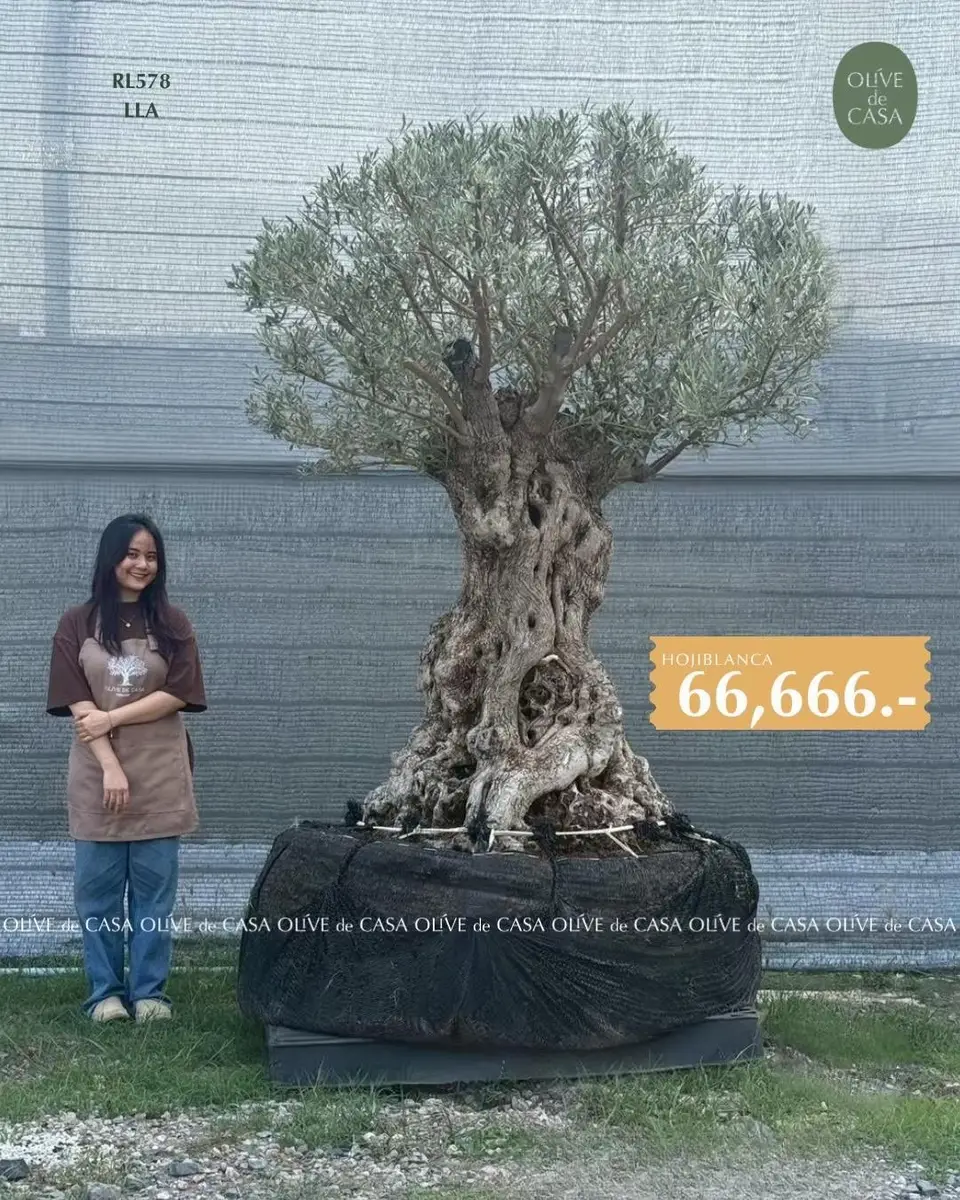 Hot Olive Tree · Promotion
