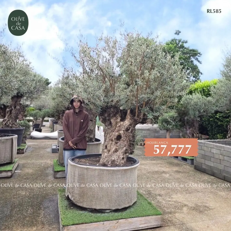 Hot Olive Tree · Promotion