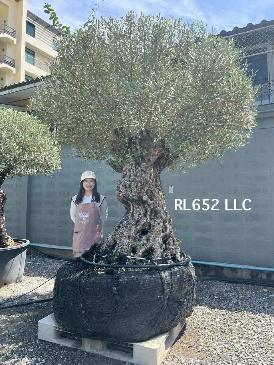 Ancient Olive · LLC