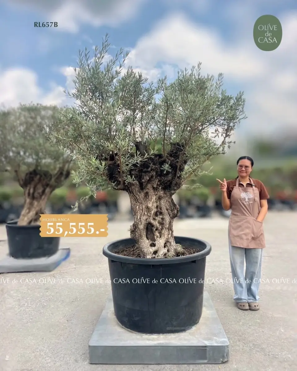 Hot Olive Tree · Promotion