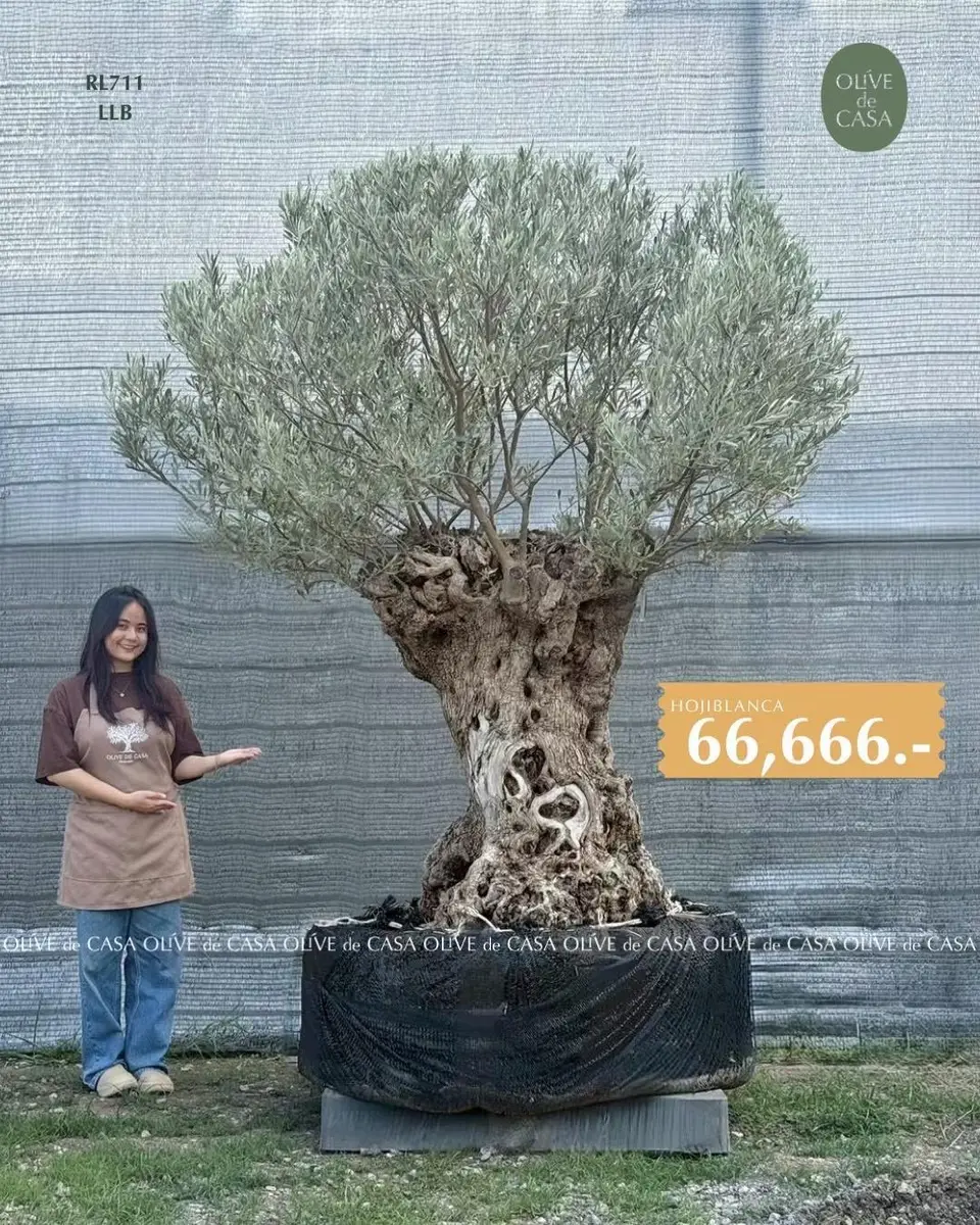 Hot Olive Tree · Promotion