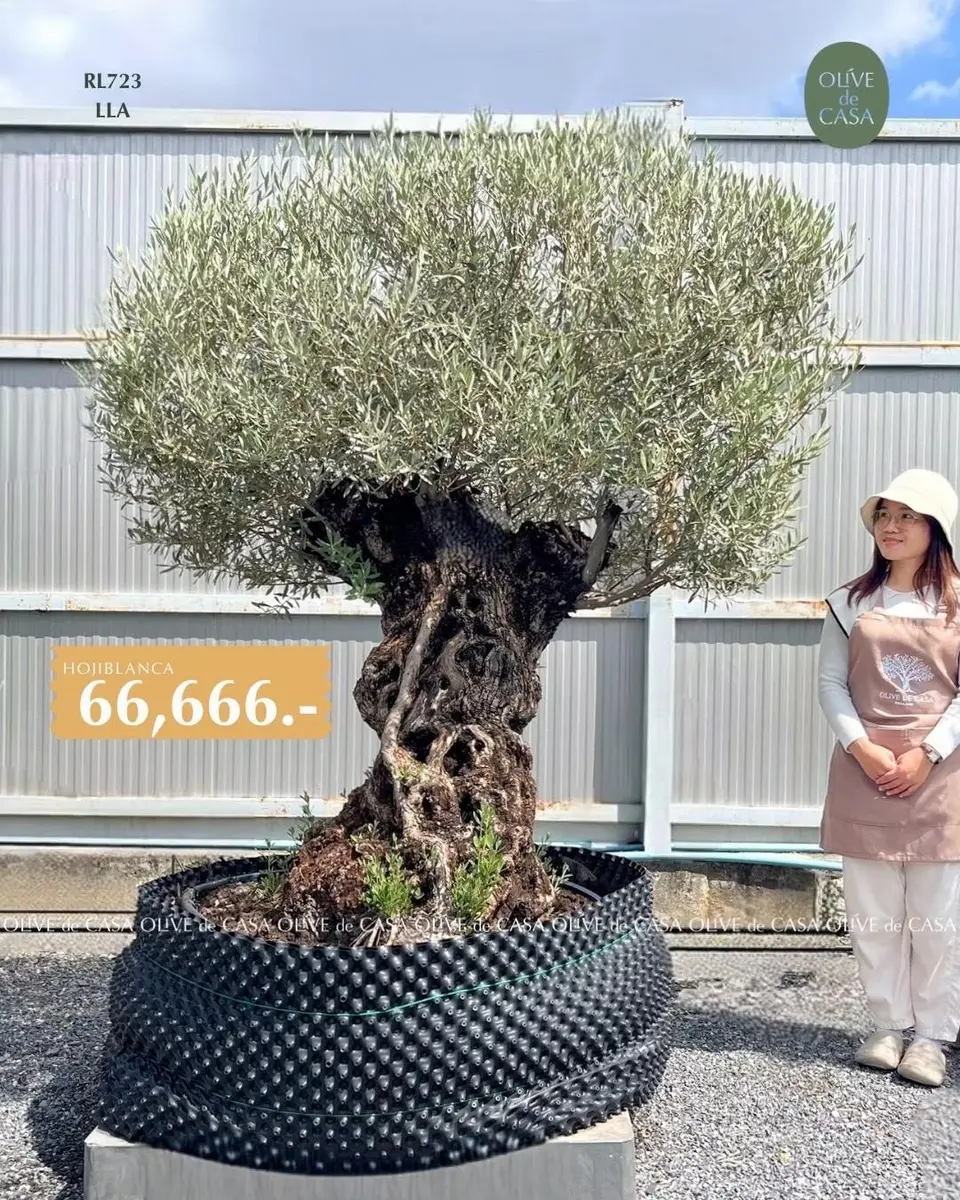 Hot Olive Tree · Promotion