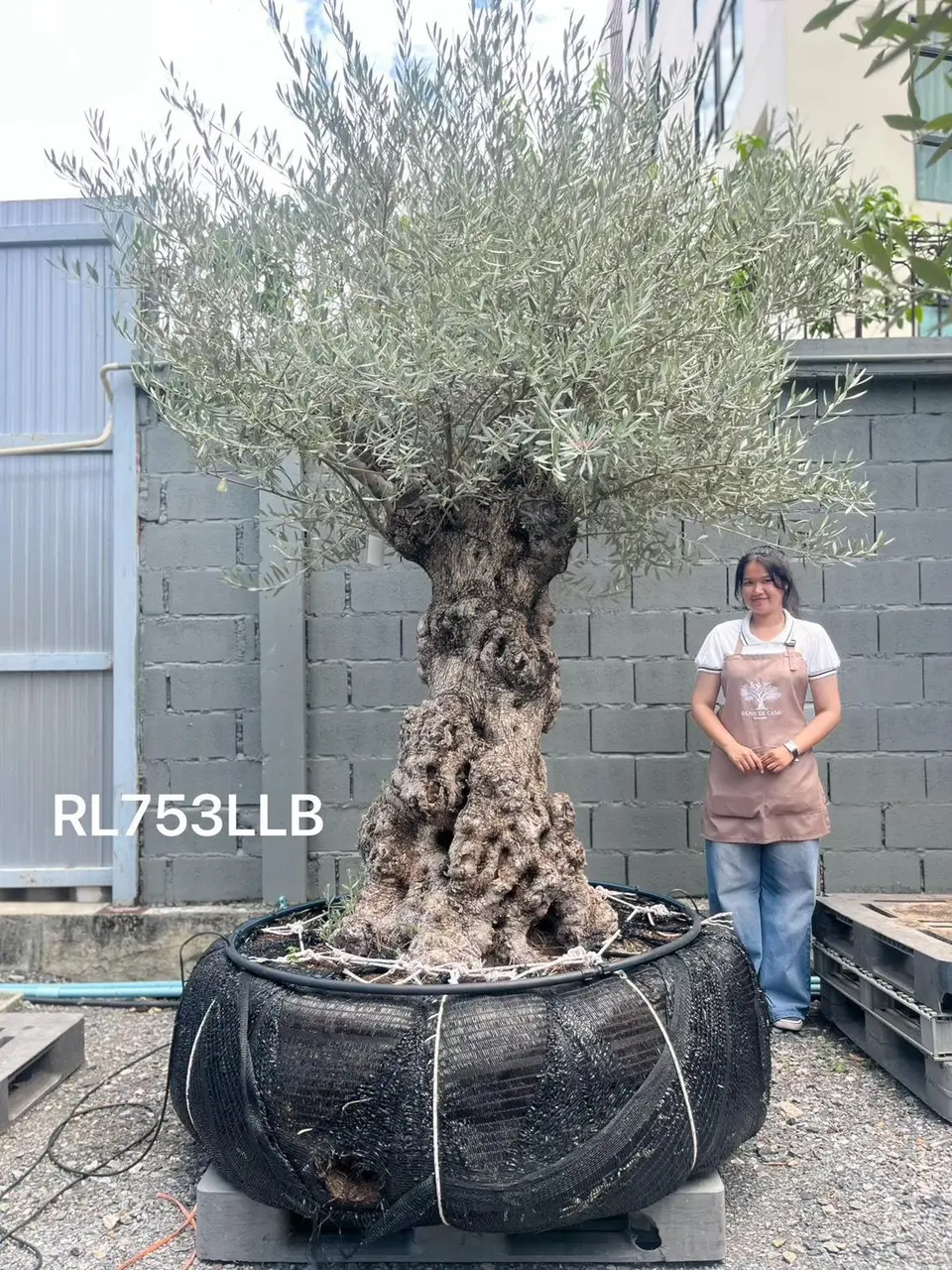 Hojiblanca · Large · LLB