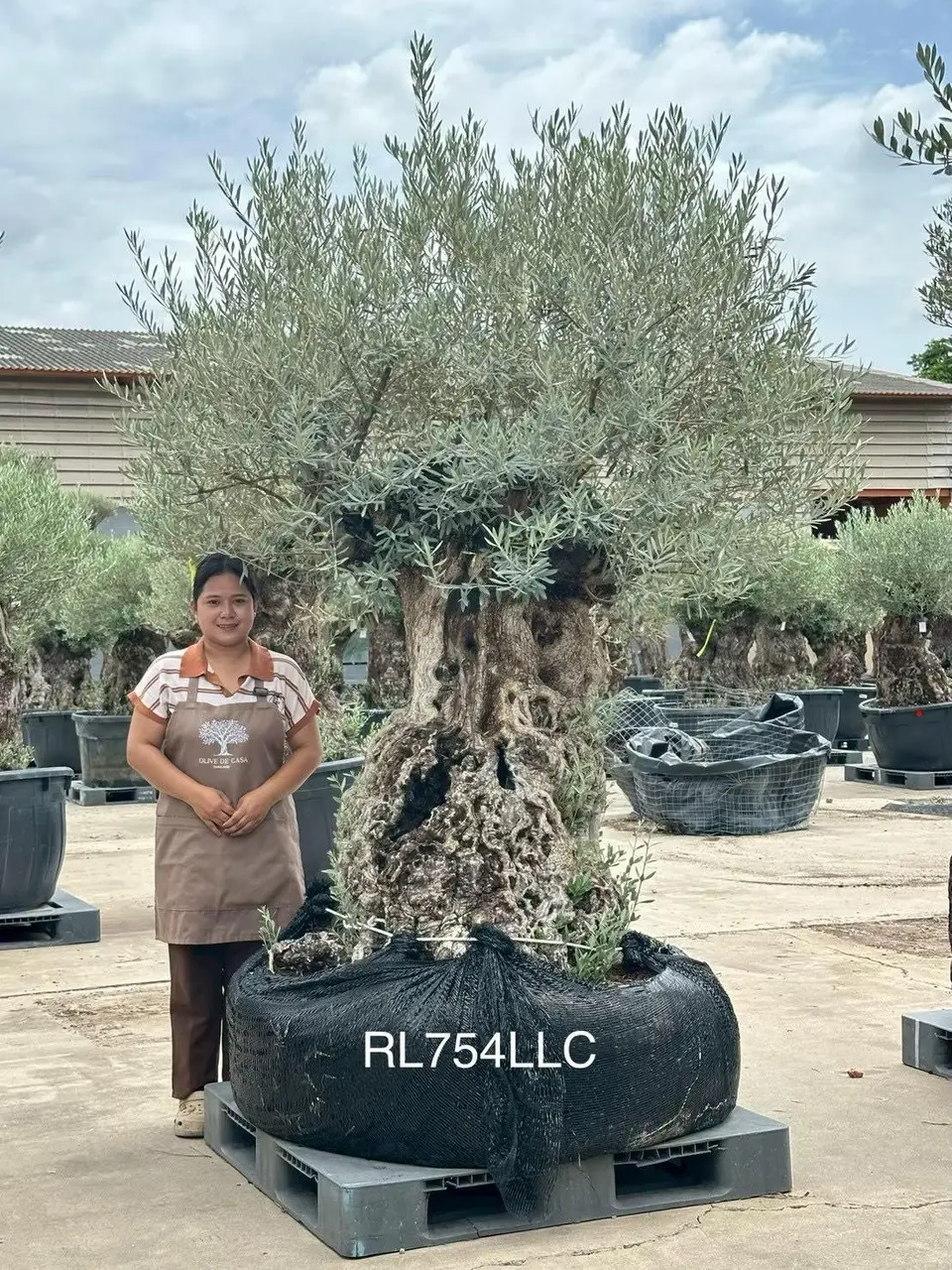 Ancient Olive · LLC