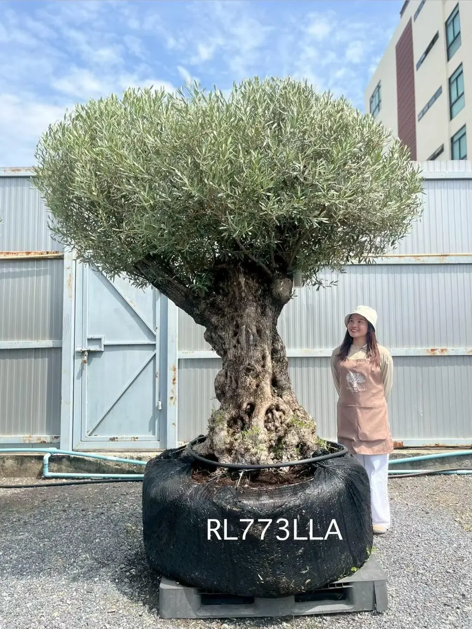 Hojiblanca · Large · LLA
